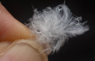 Tek bir güzel beyaz kuş tüyü 