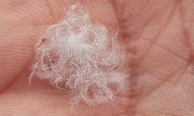 Tek bir güzel beyaz kuş tüyü 