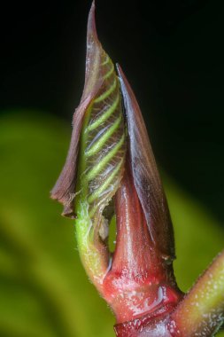 Bilinmeyen ağaç bitkisinin ucunu vur.