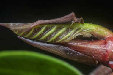 Bilinmeyen ağaç bitkisinin ucunu vur.