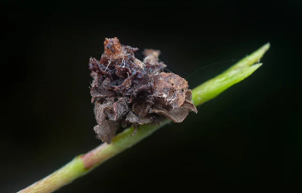 Close Shot Van Gedroogde Bladzakworm Larven — Stockfoto