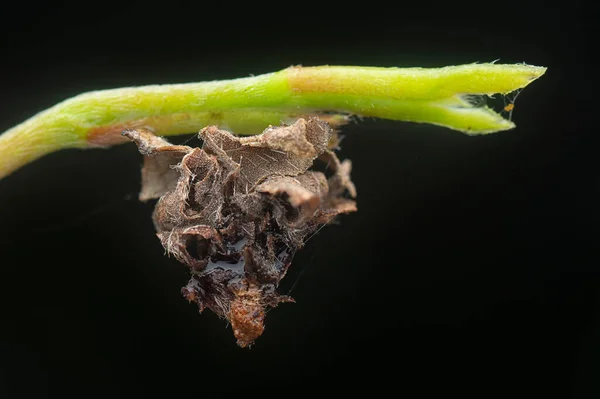잎벌레 유충의 근접촬영 — 스톡 사진