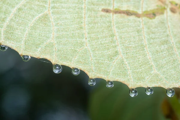 Water Droplets Hanging Leaves — Stock Photo, Image