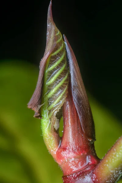 Brote Punta Planta Árbol Desconocido —  Fotos de Stock