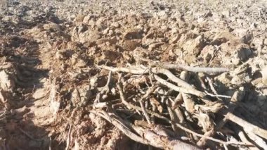 Pürüzsüz topraklarda güneşli bir gün..