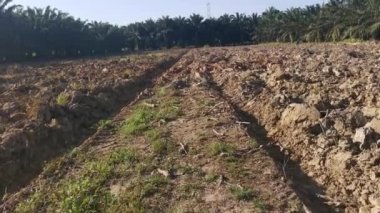 Pürüzsüz topraklarda güneşli bir gün..