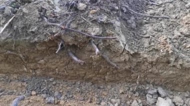 Pürüzsüz topraklarda güneşli bir gün..