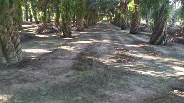 Spaziergang Auf Dem Weg Zur Palmölfarm — Stockvideo