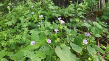 Pürüzsüz topraklarda güneşli bir gün..