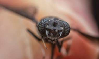 Siyah kum seven eşekarısının kafasından.