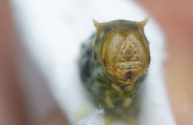 Sıradan bir mormon tırtılının yakın çekimi.