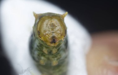 Sıradan bir mormon tırtılının yakın çekimi.