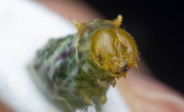 Sıradan bir mormon tırtılının yakın çekimi.