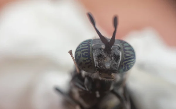 Head Shot Black Sand Loving Wasp — Stock Photo, Image
