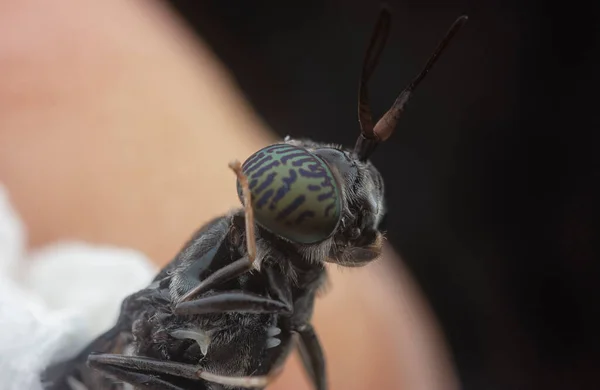 Head Shot Black Sand Loving Wasp — Stock Photo, Image