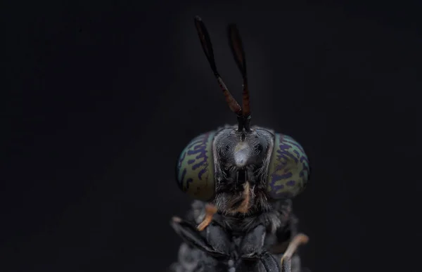 Coup Tête Guêpe Noire Qui Aime Sable — Photo