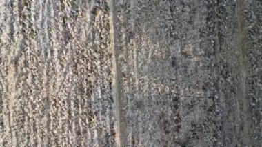 Boş çiftlikteki bir sıranın hava sahnesi.