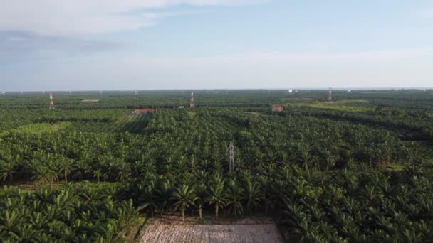 Aerial Scene Row Plowed Land Vacant Farm — Stock Video