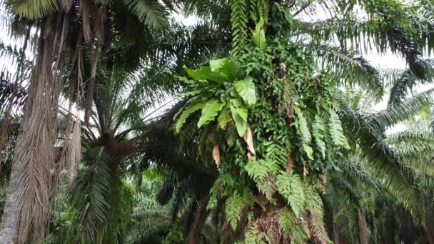 在油棕榈树干上生长的茂密的植物 — 图库视频影像