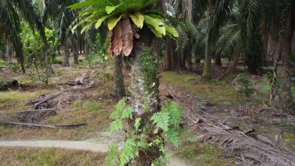 Bushy Overgrowth Plants Growing Oil Palm Trunk — Stock Video