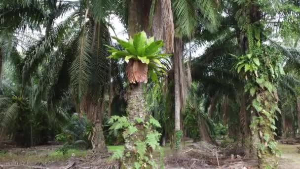 Bossige Begroeiing Planten Groeien Oliepalm Stam — Stockvideo