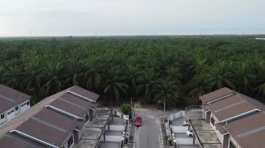 Petrol palmiyesi yetiştiriciliğiyle çevrili bir şehir..