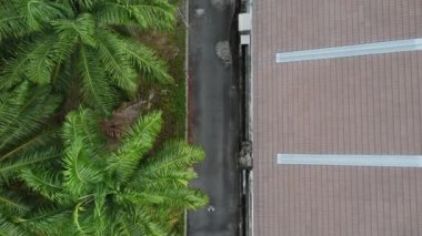 Petrol palmiyesi yetiştiriciliğiyle çevrili bir şehir..