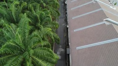 Petrol palmiyesi yetiştiriciliğiyle çevrili bir şehir..