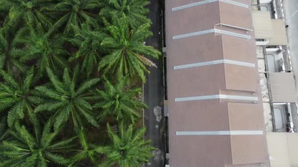 市郊被油棕榈种植所包围 — 图库视频影像