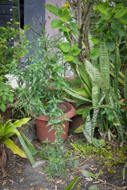 Bir çaydanlık yeşil sabah yılan otu.