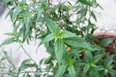 Bir çaydanlık yeşil sabah yılan otu.