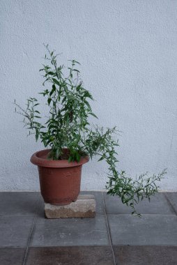 Bir çaydanlık yeşil sabah yılan otu.