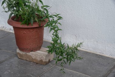 Bir çaydanlık yeşil sabah yılan otu.