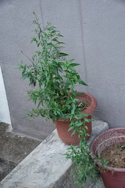 Una Olla Hierba Serpiente Sabah Verde Planta —  Fotos de Stock