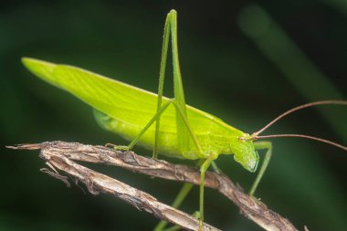 Yeşil Katydid 'in yakın çekimi.