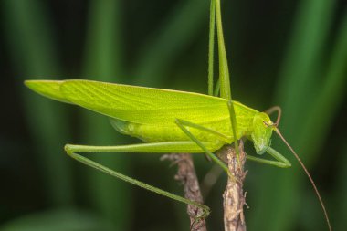 Yeşil Katydid 'in yakın çekimi.