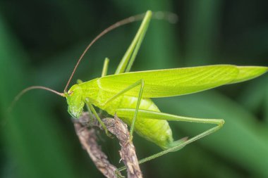 Yeşil Katydid 'in yakın çekimi.