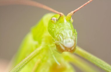 Yeşil Katydid 'in yakın çekimi.