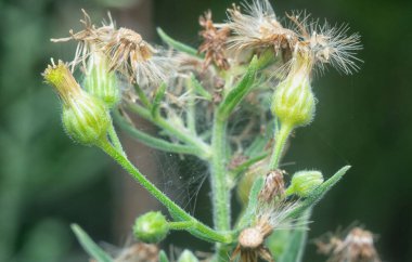 Vahşi Asya Uzun pire otları
