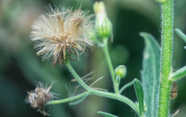 Vahşi Asya Uzun pire otları
