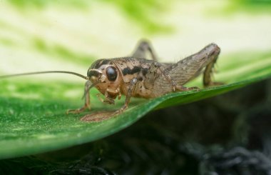 acheta domesticus 'a yakın çekim..