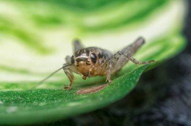 acheta domesticus 'a yakın çekim..