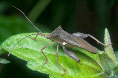 Kahverengi rıhtım hatasına yakın çekim