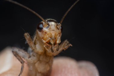 acheta domesticus 'a yakın çekim..