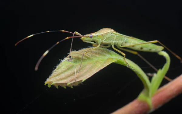 Primer Plano Con Insecto Auricular Arroz Verde — Foto de Stock