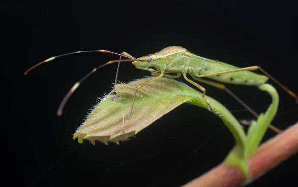 Primo Piano Con Insetto Testa Riso Verde — Foto Stock