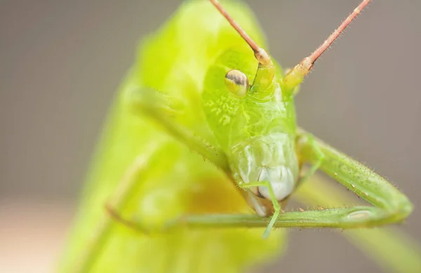 Κοντινό Πλάνο Του Πράσινου Katydid — Φωτογραφία Αρχείου