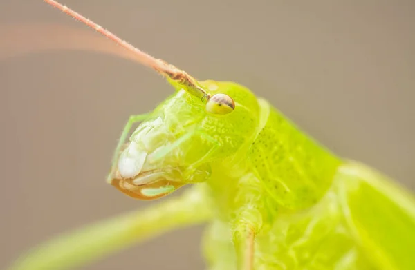 Close Tiro Katydid Verde — Fotografia de Stock