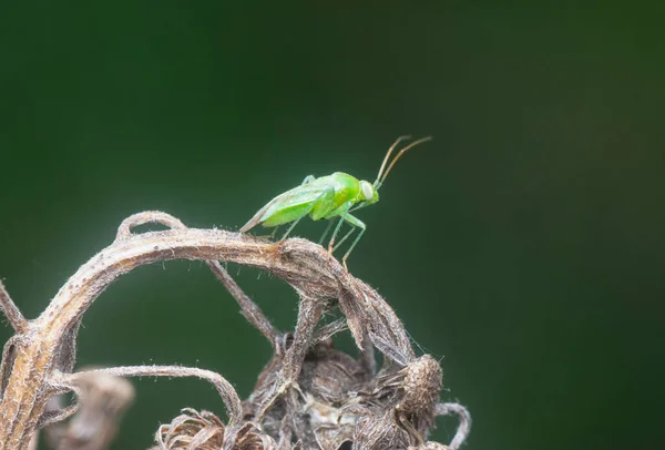 Close Shot Van Groene Miridae Wants — Stockfoto