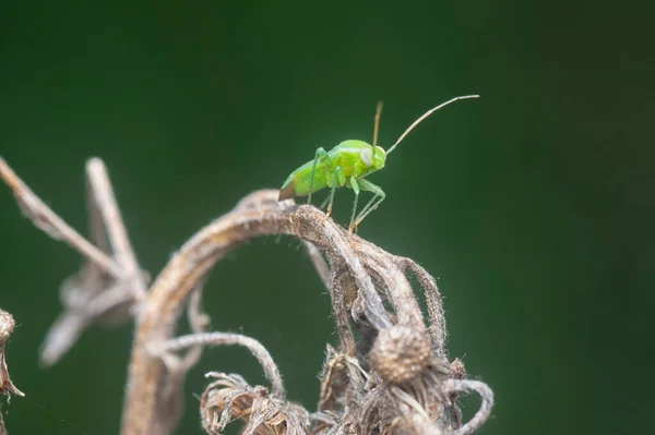 Tiro Cerca Del Insecto Miridae Verde —  Fotos de Stock